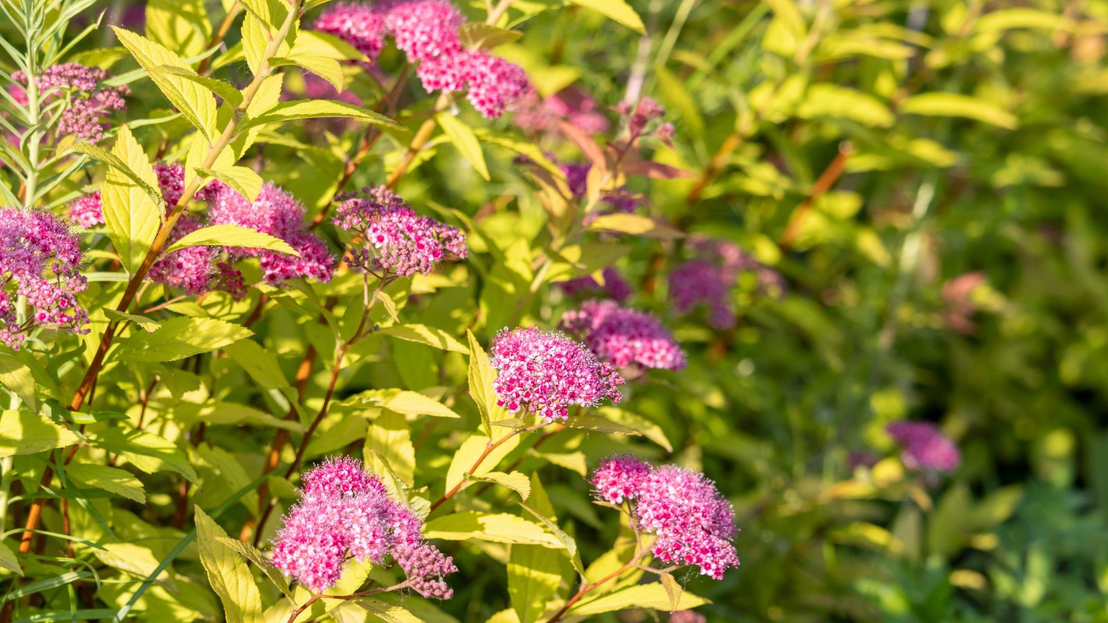 Ένα υγιές και καταπράσινα φυτά spiraea japonica φαίνεται να έχουν πλούσια πράσινα φύλλα και συστάδες υπέροχων ροζ άνθη
