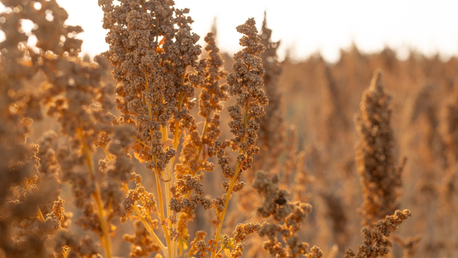 Οι χρυσές κεφαλές σπόρων quinoa στέκονται όρθια σε ανθεκτικά στελέχη, με πυκνές συστάδες σπόρων και ξηρά φύλλα.