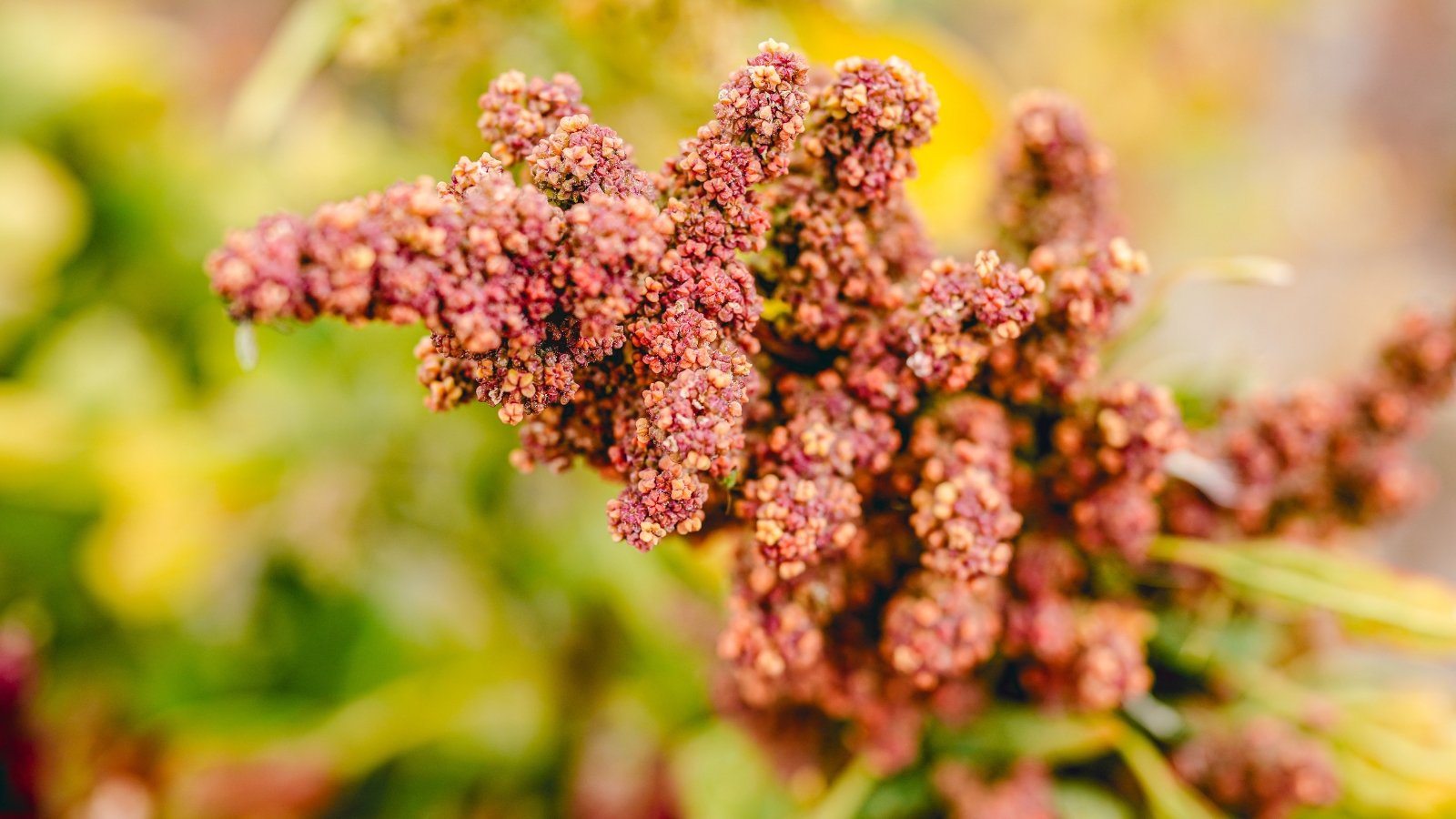 Κοντά σε μια ώριμη κεφαλή λουλουδιού quinoa με συστάδες μικροσκοπικών κόκκινων λουλουδιών σε πυκνές αιχμές σε σχήμα κώνου και ξεθωριασμένα πράσινα φύλλα.