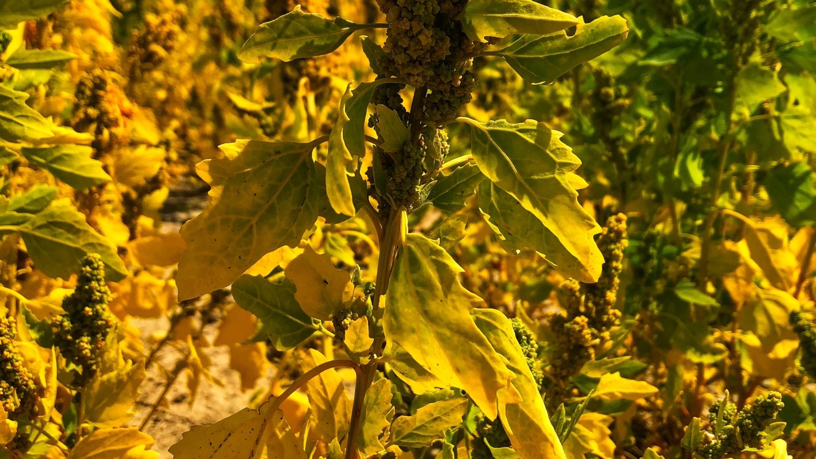 Ένα πεδίο quinoa με φυτά ωρίμανσης εμφανίζει κιτρίνη φύλλα και ψηλά κεφάλια σπόρων που κουνιέται σε τακτοποιημένες σειρές.