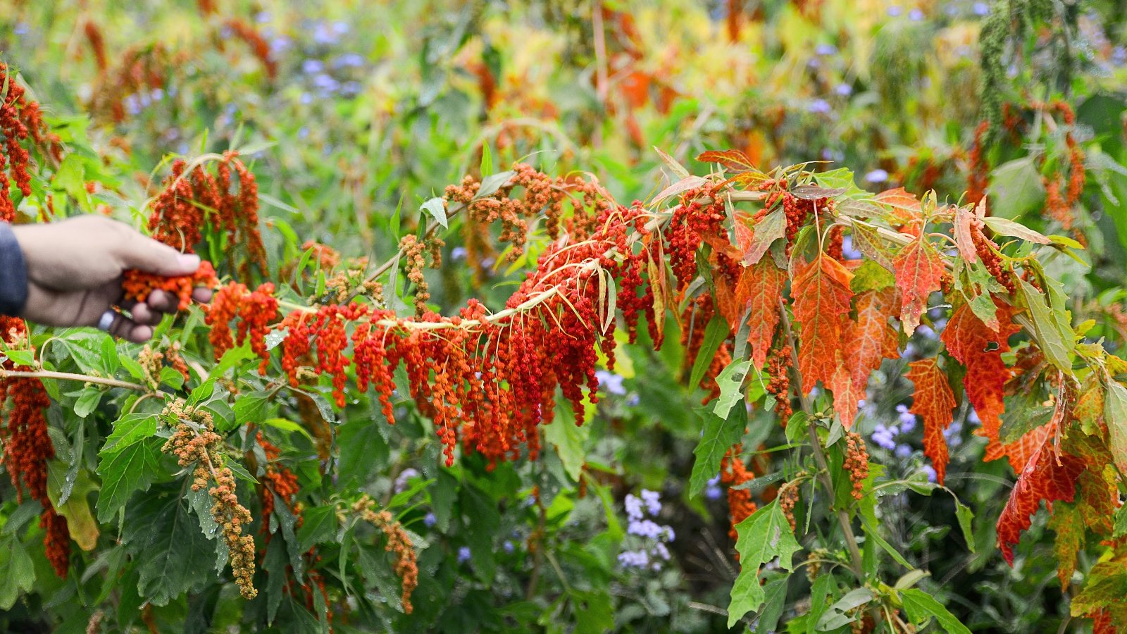 Ένα χέρι κρατά μια κεφαλή σπόρου quinoa με ζωντανούς κόκκινους σπόρους και ένα μείγμα από κοκκινωπό και πράσινα φύλλα.