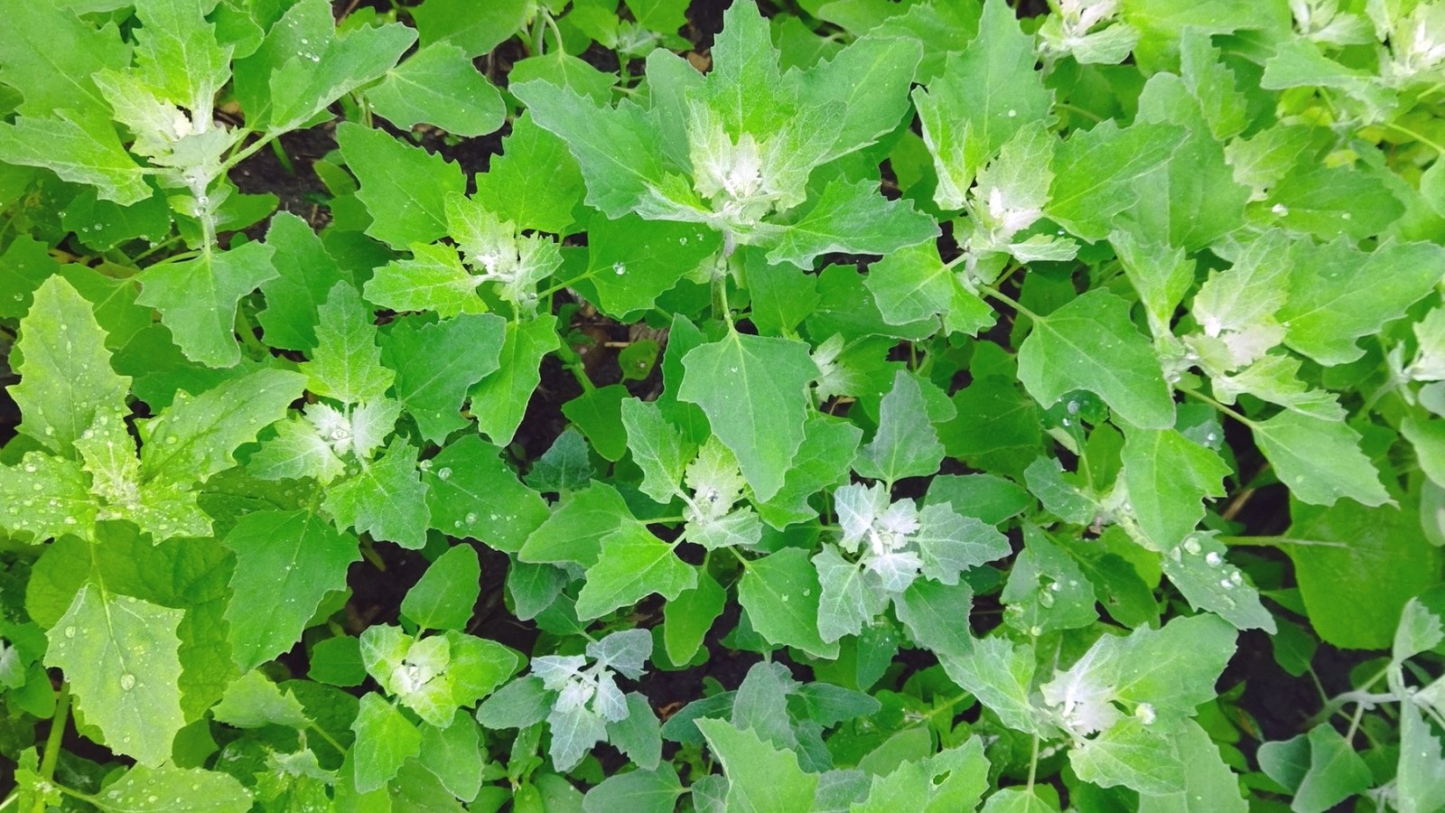 Τα νεαρά φυτά quinoa με φωτεινά πράσινα, ευρύτατα φύλλα και αναδυόμενες λεπτές μίσχους στην ανάπτυξη της πρώιμης άνοιξης.