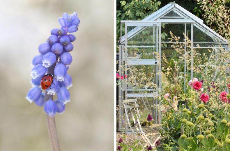 Ladybird στο Muscari Bloom και το θερμοκήπιο