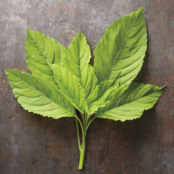 Πράσινα φύλλα Amaranth