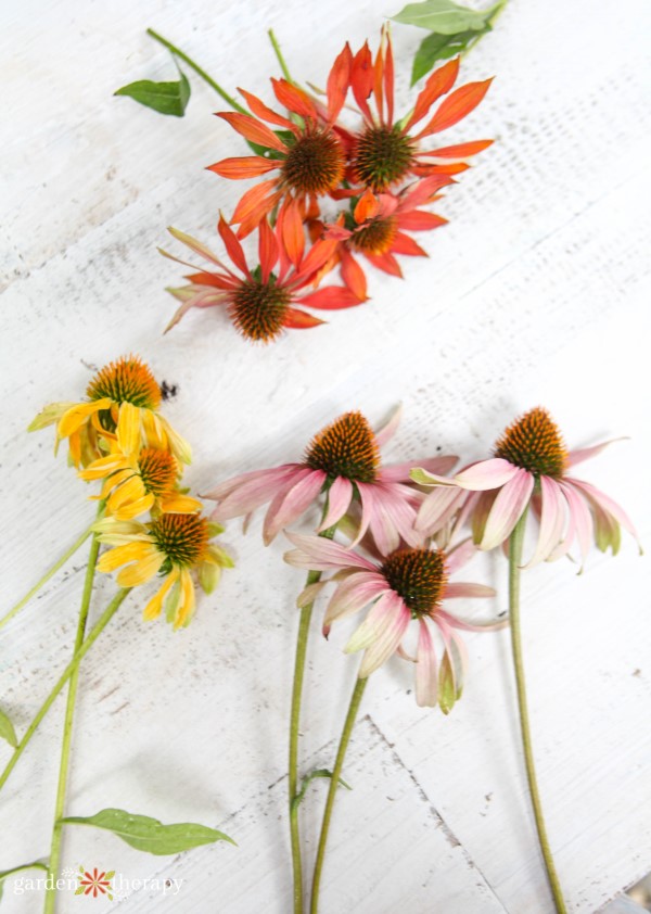 Οι ποικιλίες Coneflower με κίτρινο, κόκκινο και μοβ