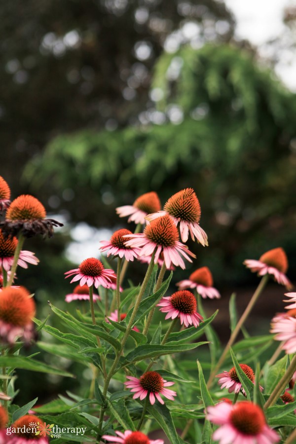 echinacea ανθίζει στον κήπο
