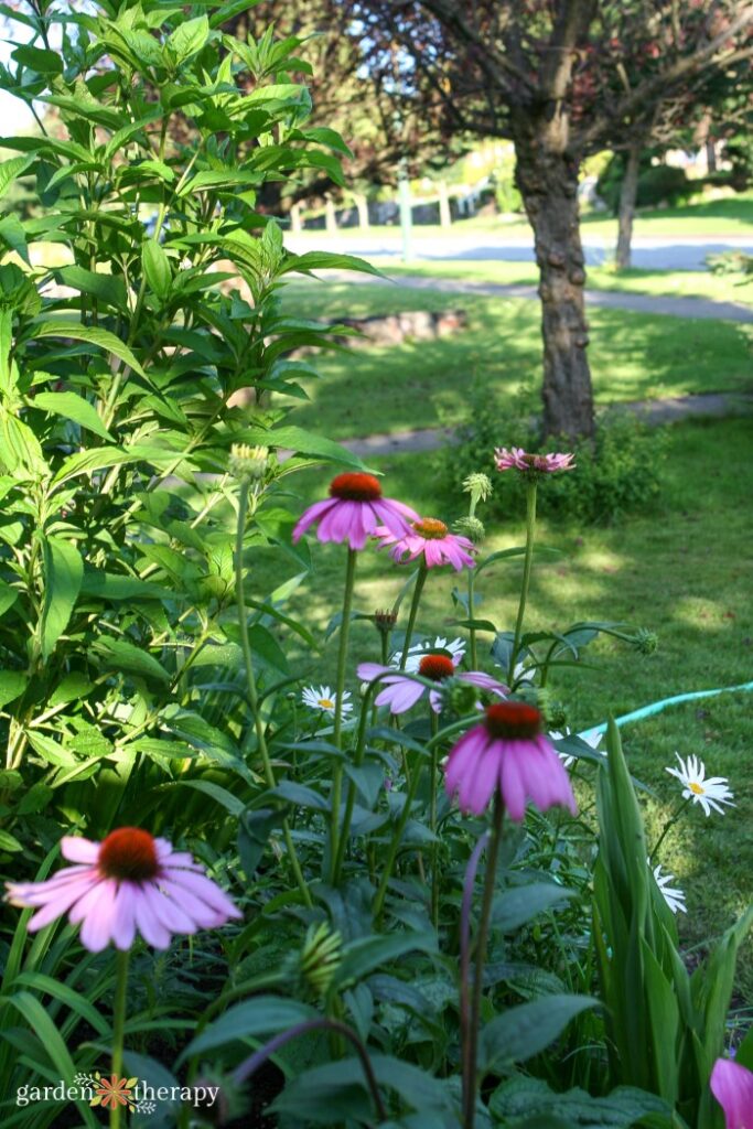 Echinacea Purple Coneflower στον κήπο