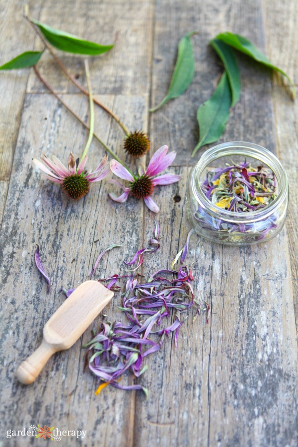 Φρέσκα λουλούδια Echinacea και αποξηραμένα πέταλα Echinacea