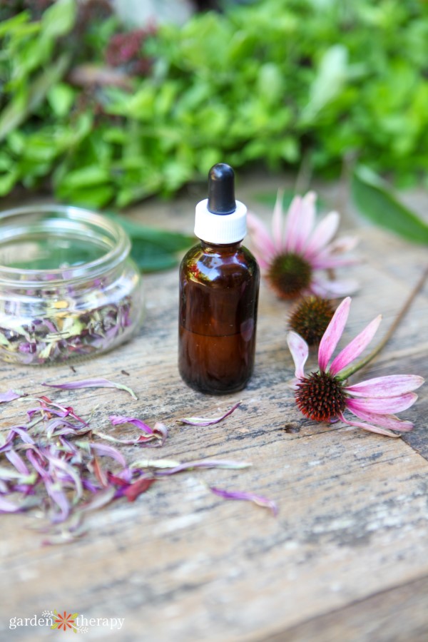 Η φαρμακευτική echinacea χρησιμοποιεί