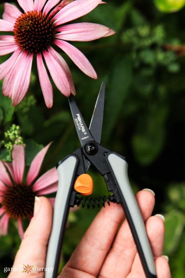Συγκομιδή λουλούδια Echinacea με κλάδεμα Fiskars Snips