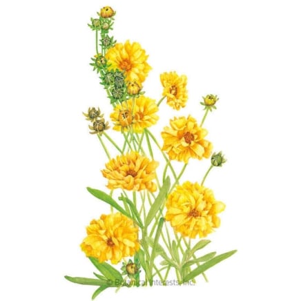 Διπλό Sunburst Coreopsis Seeds