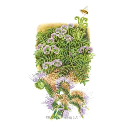 Ο Lacy Phacelia καλύπτει σπόρους καλλιεργειών