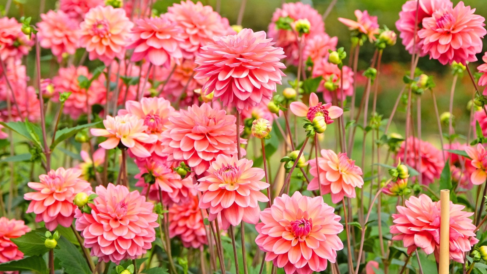 Η ανθισμένη Dahlias εμφανίζει μεγάλα, μαλακά πέταλα ροδακινί-ροζ με ελαφρώς καμπυλωμένα άκρα από πράσινα φυλλώδη μίσχους.