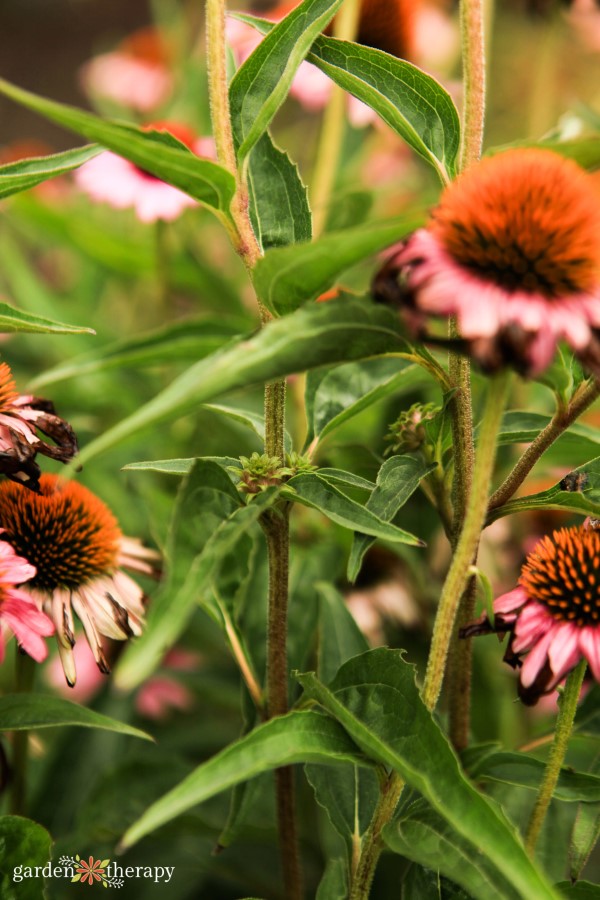 ροζ coneflowers ανθίζουν