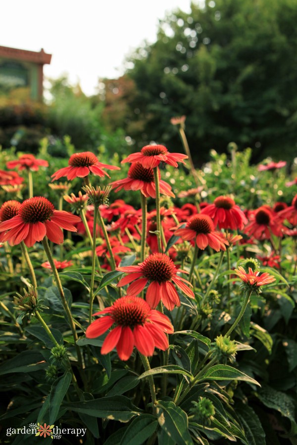 κόκκινη echinacea