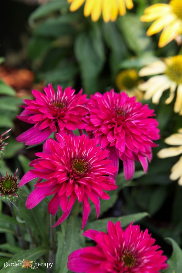 Κλείσιμο του ροζ Coneflower