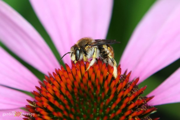Ευρωπαϊκό μαλλί Carder Bee