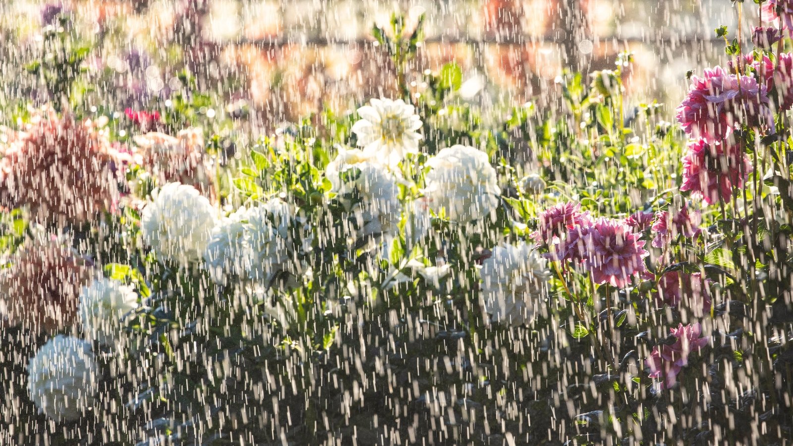 Ένα πεδίο ανθισμένων dahlias με ζωντανά λουλούδια λάμπει καθώς η βροχή πέφτει απαλά πάνω από τα πολύχρωμα φυτά.
