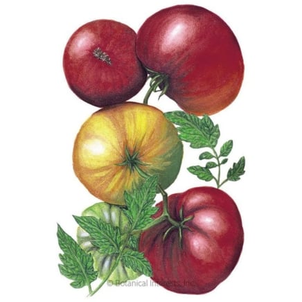 Cherokee Purple Pole Domato Seeds