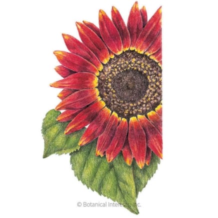 Sunflower Sunflower Evening Sun