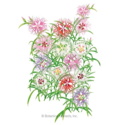 Rainbow Loveliness Cottage Pinks Seeds