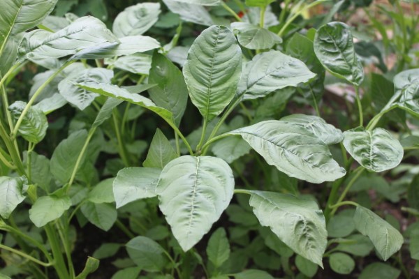 Πράσινα φύλλα Amaranth