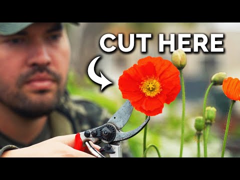 Βίντεο YouTube