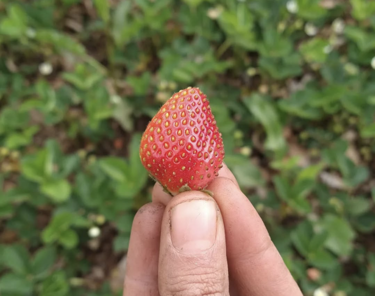 Φωτογραφία μέσω @southsidecommunityfarm.