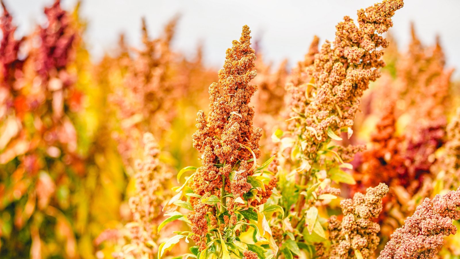 Ο χρυσός σπόρων quinoa κατευθύνεται βαρύ και γεμάτο, στέκεται ψηλά πάνω από λεπτές πράσινες μίσχους σε ένα ηλιόλουστο πεδίο φθινοπώρου.