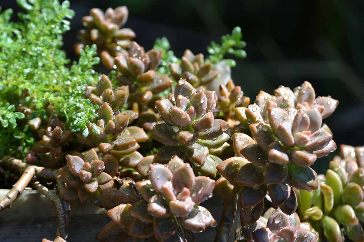 Μια κοντινή οριζόντια εικόνα ενός graptosedum succulent με σταγονίδια νερού στο φύλλωμα που απεικονίζεται σε έντονο ήλιο σε σκοτεινό φόντο.