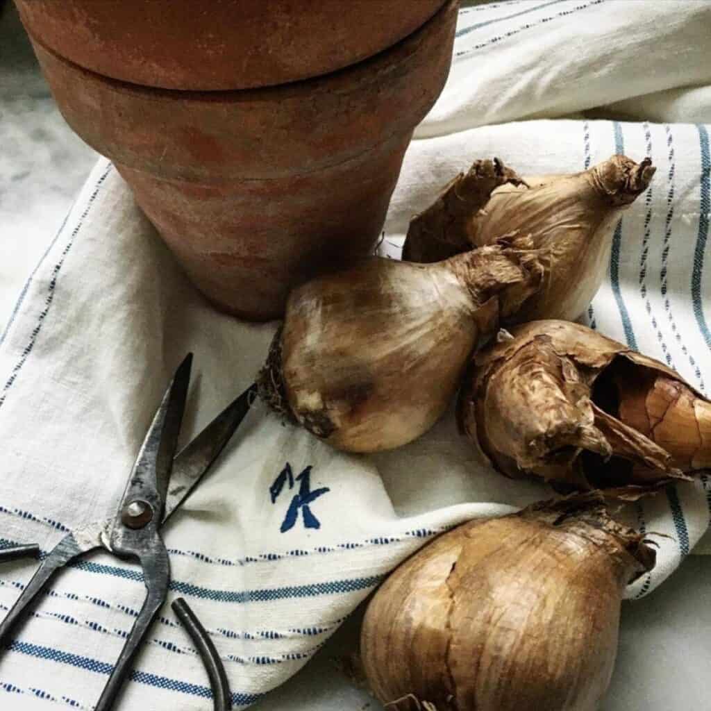 Ξήρανση λαμπτήρων λουλουδιών, μεταλλικού ψαλιδιού και δοχείο terra-cotta σε ένα πανί με μπλε ρίγες, υποδηλώνοντας δραστηριότητες κηπουρικής.