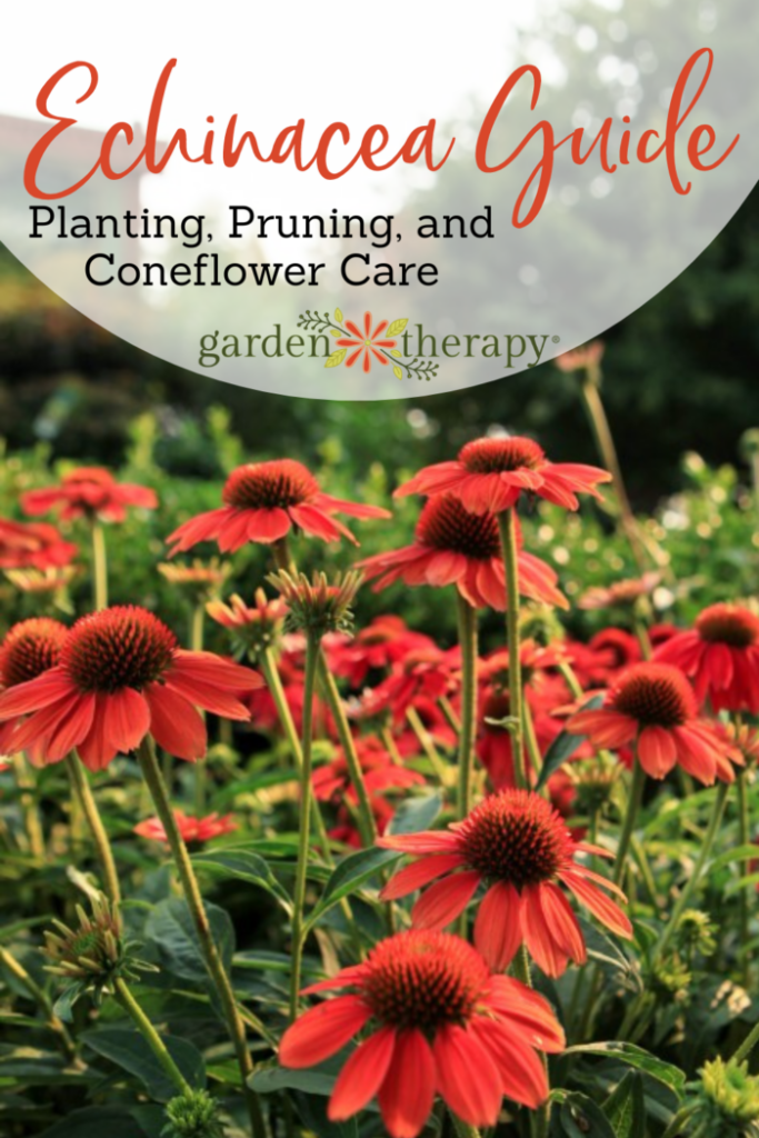 Εικόνα PIN για έναν οδηγό Echinacea: Πώς να φυτέψετε, να κλαδεύετε και να φροντίζετε τους Coneflowers.